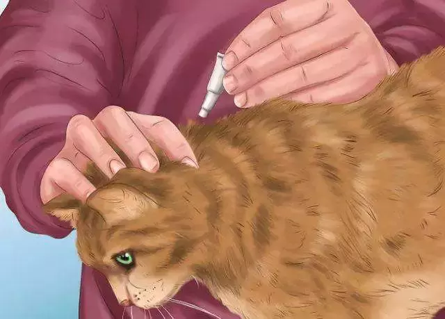猫咪体外驱虫的正确方法及注意事项